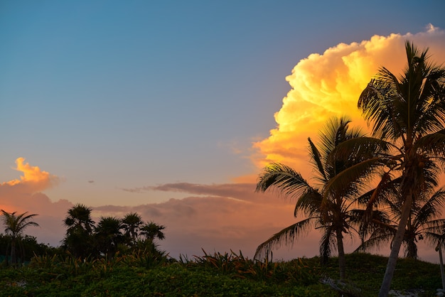 Palme del cocco del cielo di tramonto nei caraibi