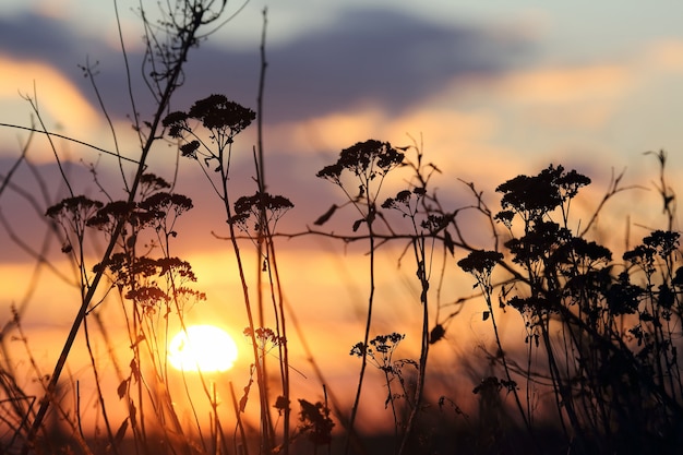 Sunset in the sky on the grass