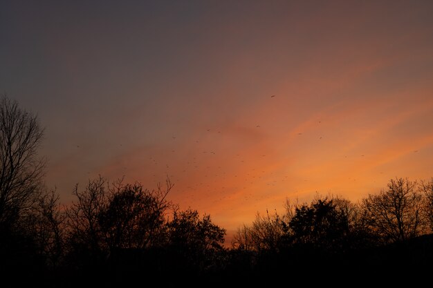 Photo sunset sky with birds and trees.