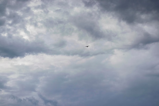 Sunset sky with flying bird dark gloomy thunderclouds