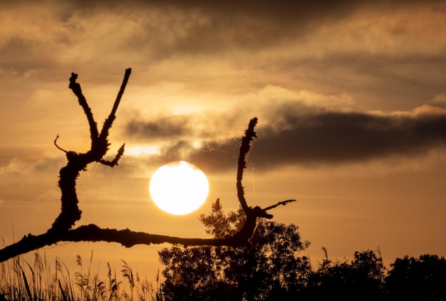 Sunset and a spider web