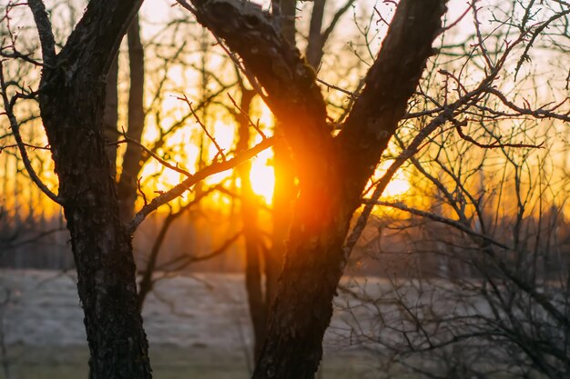 Sunset in a spring park