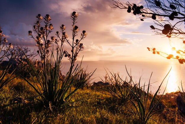 Between sunset stems of grass