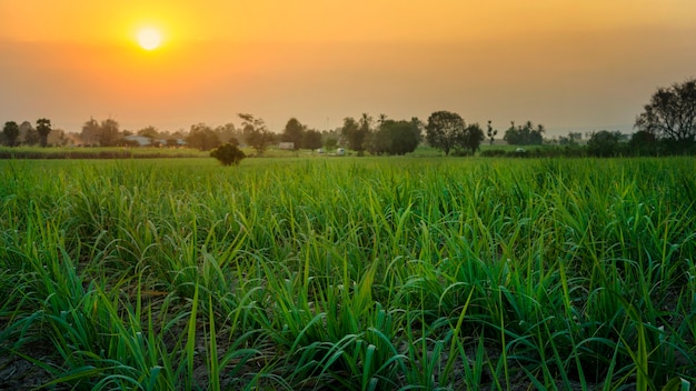 Sunset over sugar cane field