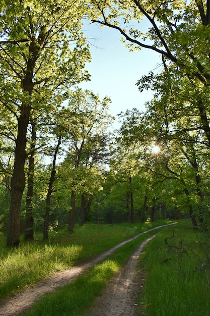 Sunset in the summer green forest