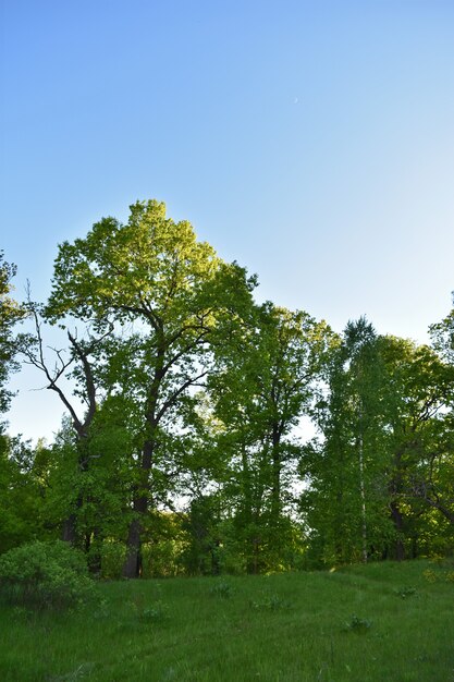 Sunset in the summer green forest