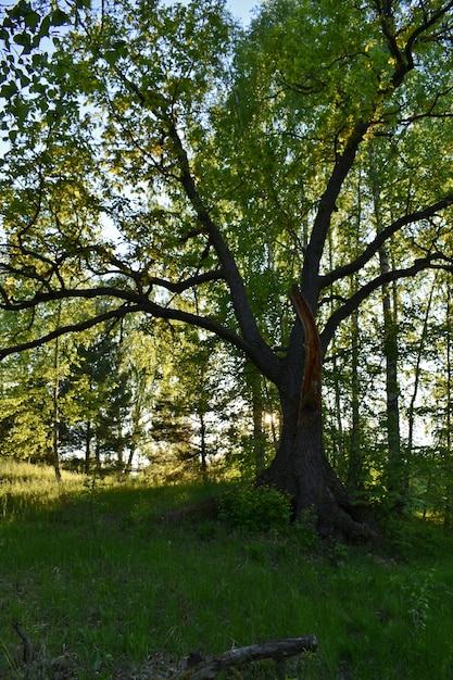 Sunset in the summer green forest