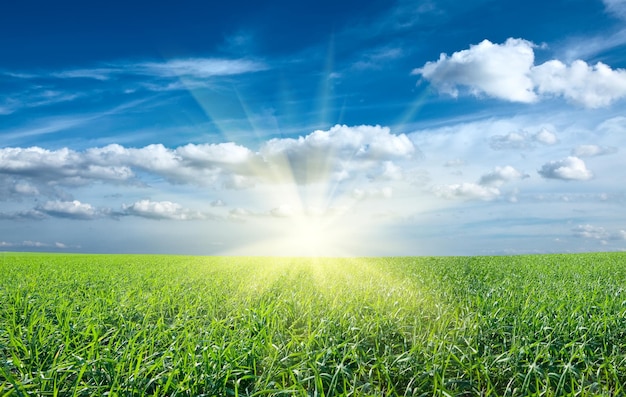 Sunset sun and field of green fresh grass under blue sky