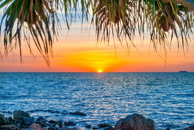 Sunset sun on sea and palm tree