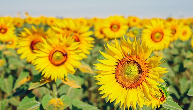 Sunset over a sunflower field emilia romagna italy europe