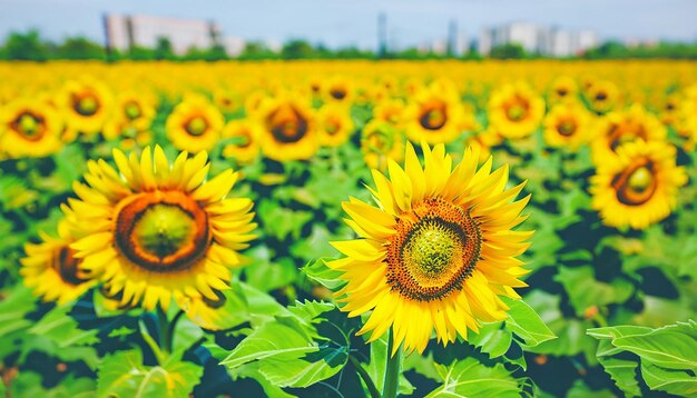 Sunset over a sunflower field emilia romagna italy europe