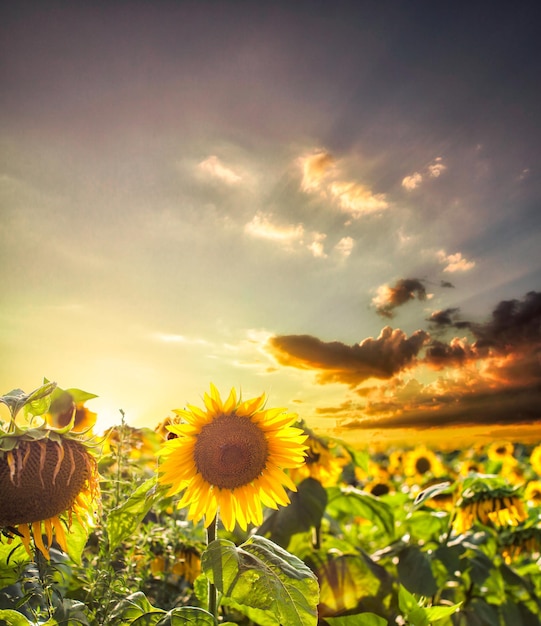 Photo sunset on the sunflowers field in the summer