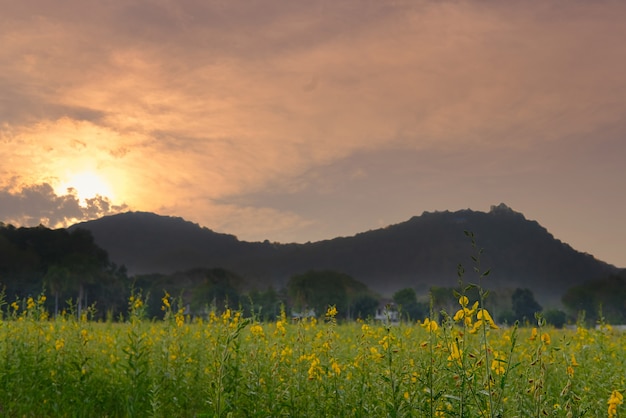 Sunhemp 꽃밭에서 일몰입니다.