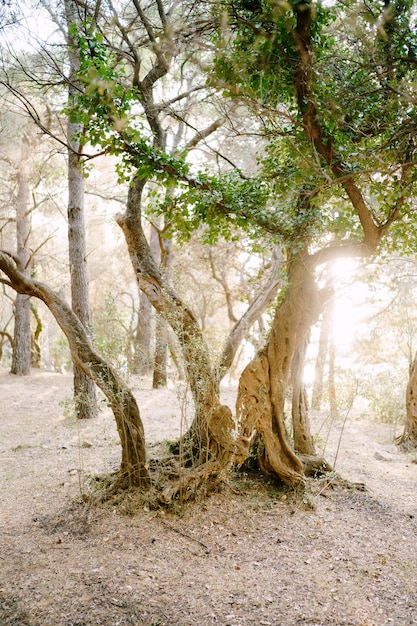 Sunset sunlight in a multistorey olive grove tree trunks entwined with ivy