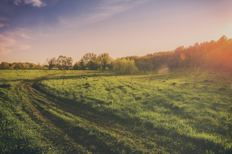 Photo sunset or sunrise in a spring field with green grass willows and a clear sky springtime landscape vintage film aesthetic