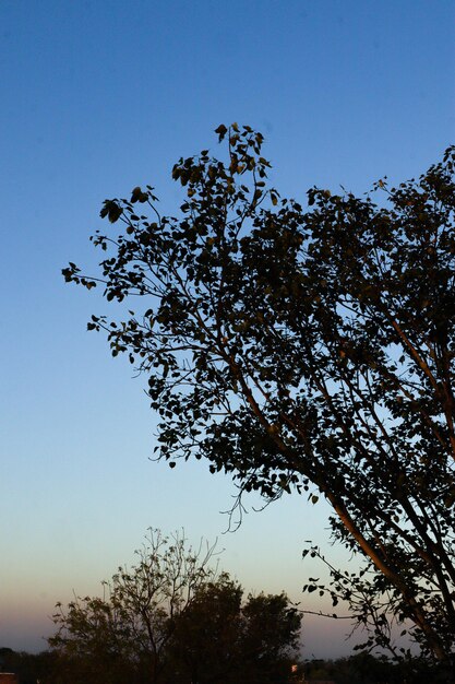 Sunset or sunrise view behind green leaf