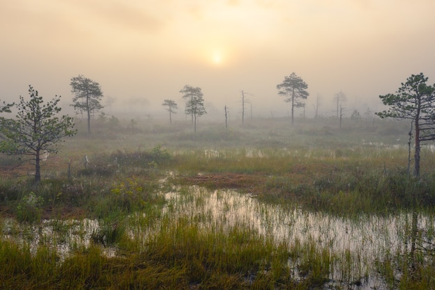 Sunset over swamp Yelnya - one of the largest swamps in Europe