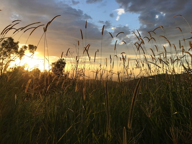 Sunset and Tall Reeds