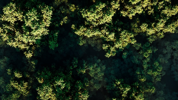 Sunset over a thick green forest in fog on a sunny day