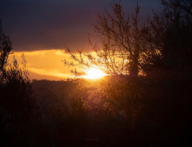 Sunset through the branches of olives in the garden in Greece