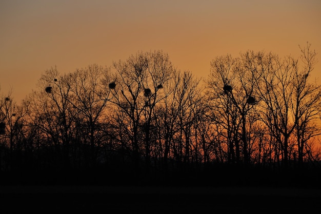 Sunset and trees