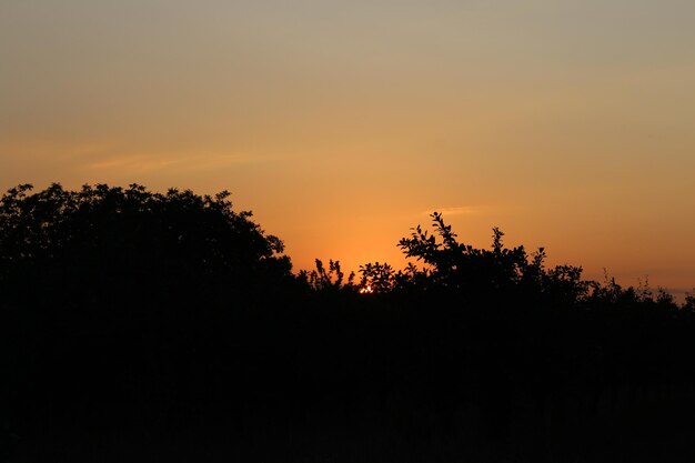 A sunset behind trees