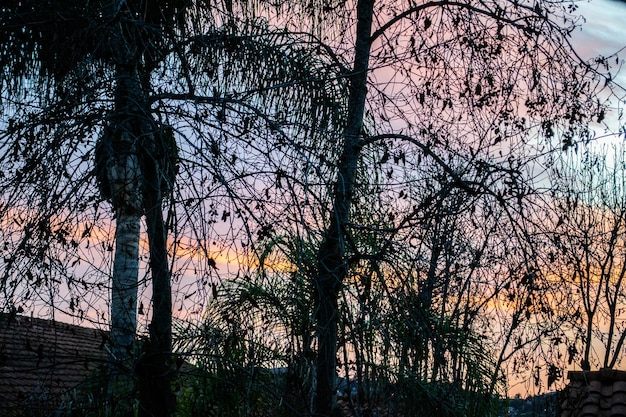 Sunset tropical palm tree silhouette colored sky