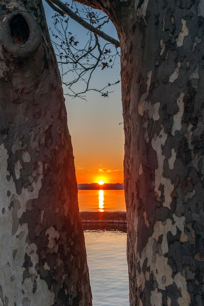 2 本の木の間の夕日