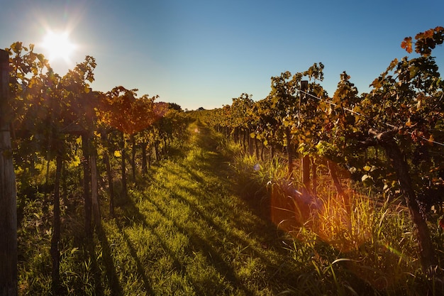 Sunset view of the hilly road in the middle of vineyards in Istria Slovenia