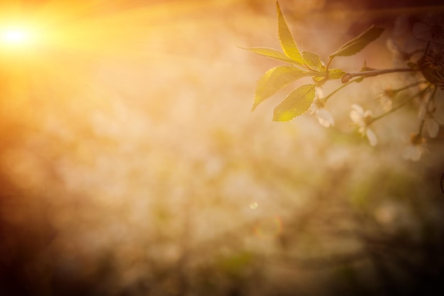 ぼやけた霧の日当たりの良い背景に桜の木のサンセットビュー植物