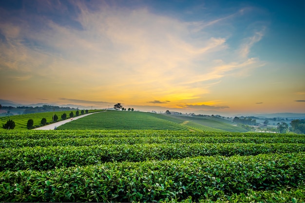 チェンライ、タイでの茶園風景の夕日の景色。