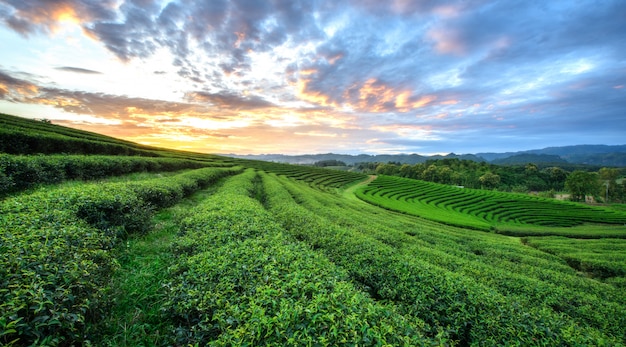 Взгляд захода солнца ландшафта плантации чая на Chiang Rai, Таиланде.