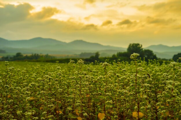 Sunset view with meadow in hokkaido shooting location hokkaido biei-cho