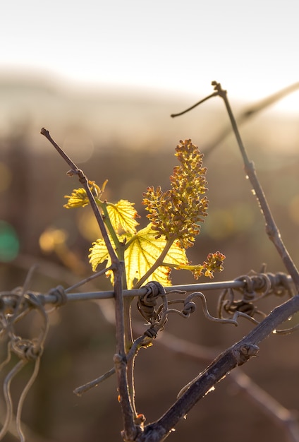 Foto tramonto in vigna con uva piccola