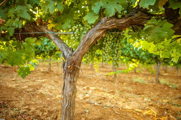 Sunset in a vineyard