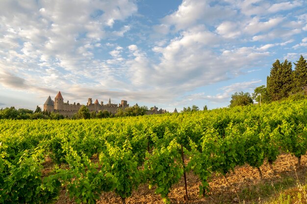 Sunset in the vineyards of Carcassonne