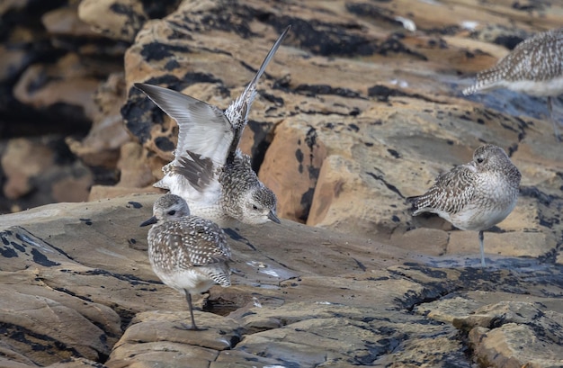 さまざまな鳥と夕日を観察しながら、カンタブリア海岸に沿ってサンセット ウォーク !