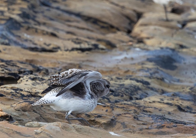 Sunset walk along the Cantabrian coast observing different birds and the sunset !