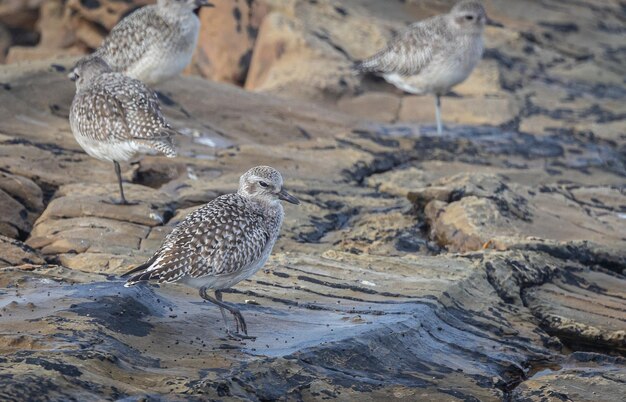 さまざまな鳥と夕日を観察しながら、カンタブリア海岸に沿ってサンセット ウォーク !