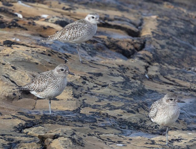 さまざまな鳥と夕日を観察しながら、カンタブリア海岸に沿ってサンセット ウォーク !