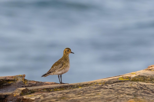 さまざまな鳥と夕日を観察しながら、カンタブリア海岸に沿ってサンセット ウォーク !