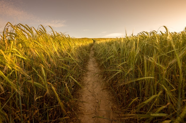 Sunset in the wheat field