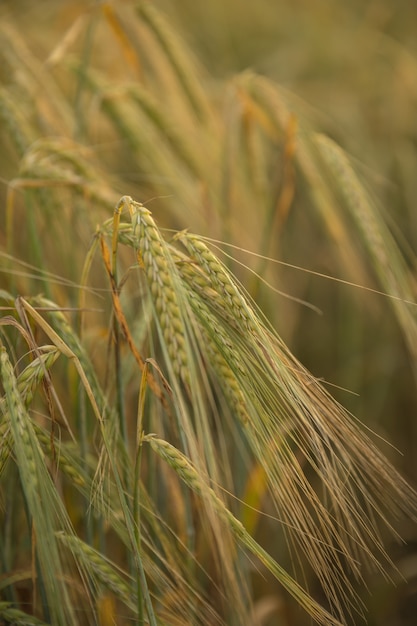 Sunset in the wheat field