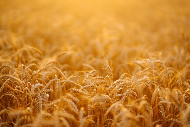 Закат пшеничное золотое поле вечером рост природа урожай сельскохозяйственная ферма