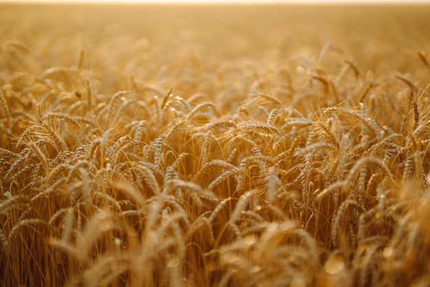 Sunset wheat golden field in the evening Growth nature harvest Agriculture farm