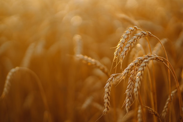 Sunset wheat golden field in the evening Growth nature harvest Agriculture farm