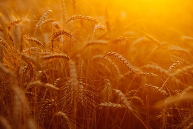 Sunset wheat golden field in the evening Growth nature harvest Agriculture farm