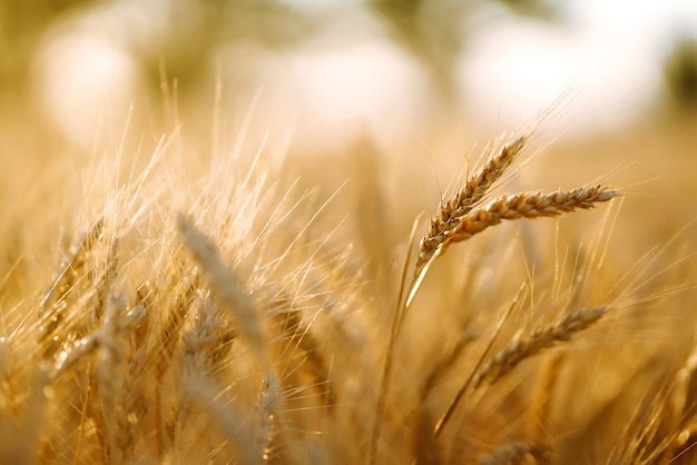 Поле заката пшеницы золотое в вечернее время. Урожай природы роста. Сельское хозяйство.