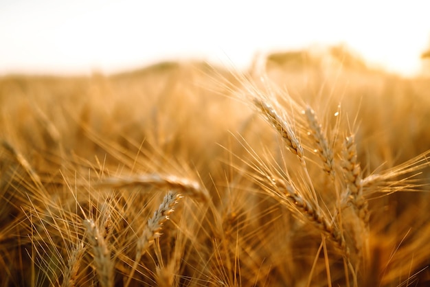 夕方の日没小麦ゴールデンフィールド成長自然収穫農業農場