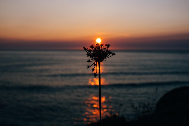 夕日と野生植物